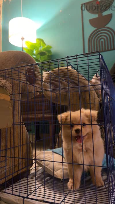Puppy Pomeranian