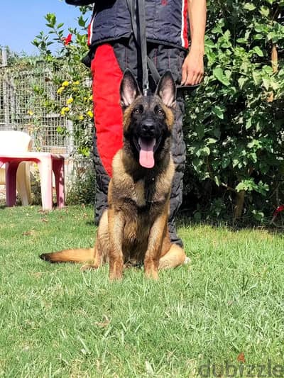 malinois puppies جراوي مالينوا ذكور و اناث