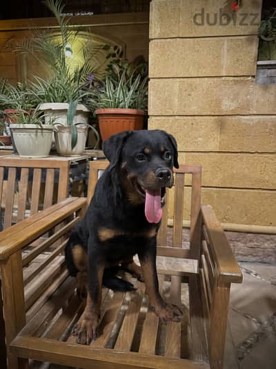 Rottweiler dog