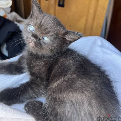 British shorthair and exotic shorthair mix kitten