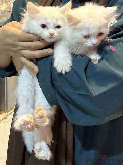 قطه جميله شيرازى