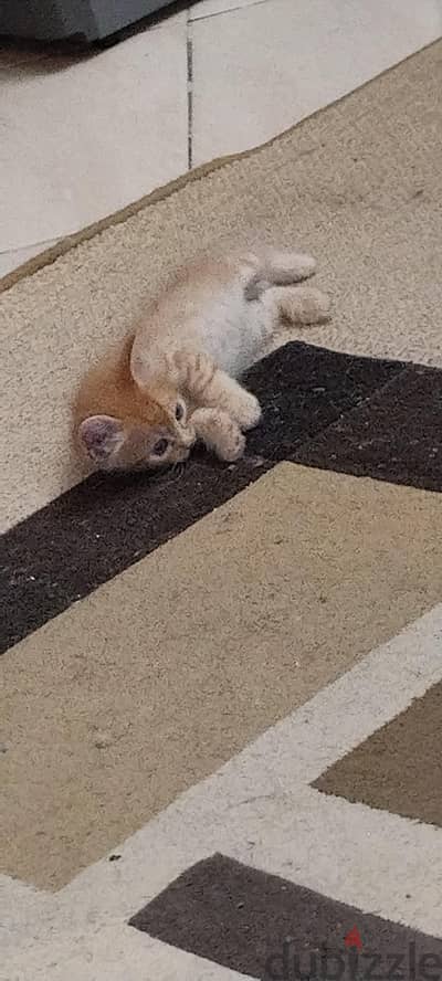 4 قطط اخوات