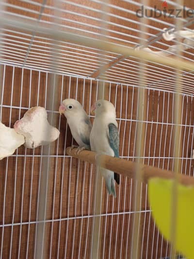 ازواج فيشر و روز للبيع او البدل