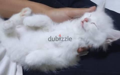 قط شيرازي ابيض مون فيس عمر 3 شهور -متعود علي الليتر بوكس و الاكل الجاف
