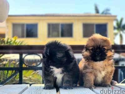 Male shi tzu female pure puppy جراوي شيتزو ذكر انثي تشيتزو ولد شيتزو
