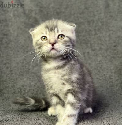 Scottish fold female سكوتش فولد
