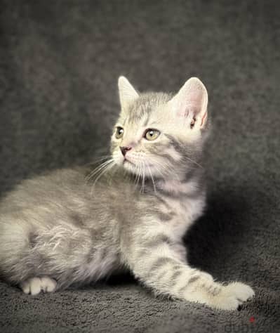 Scottish taby straight قط سكوتش تابي