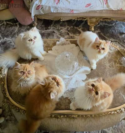 قطط بيرشن زرار 4 شهور