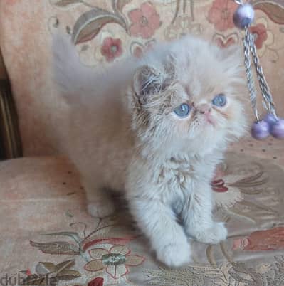 ولد فان بيرشن زرار بيور أصلي