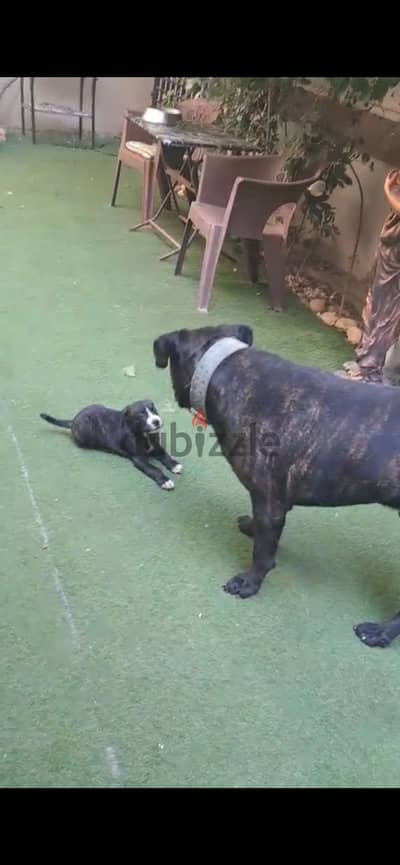 جراوي Cane Corso × White Husky للبيع