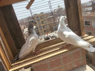 باكستاني ونمساوي