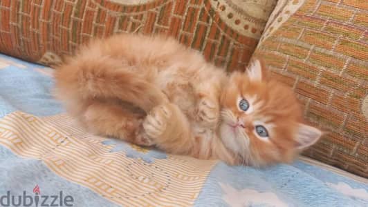 قطط شيرازي ولد بنت بيور هيمالايا ذكر شانشيلا male shirazi female cat