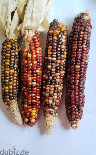 ذره الوان باشكال مختلفه للزينة
