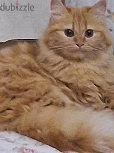 قطط شيرازي