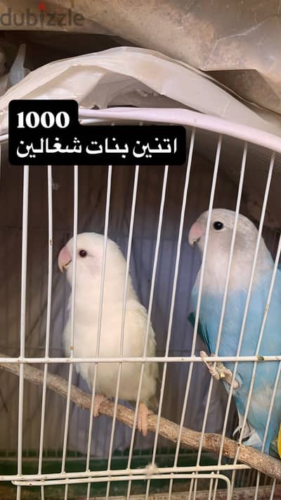 تشكيلة تحفه