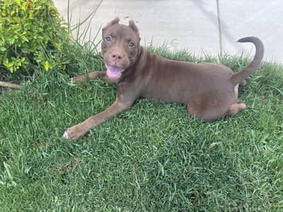 American pocket bully امريكان بوكت بولي