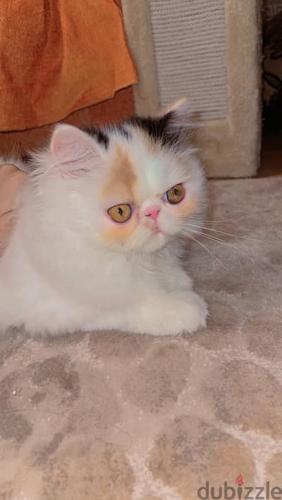 بيرشن