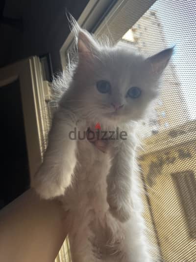 قطط شيرازي بنات