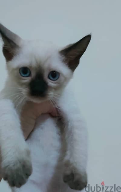 Siamese kitten سيامي سيامى