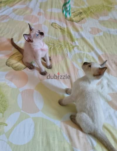 سيامي سيامى Siamese