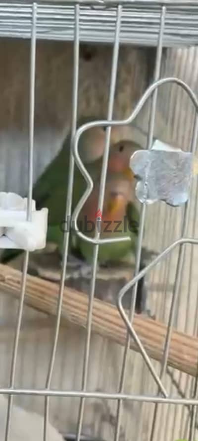 ٣ روز اخضر