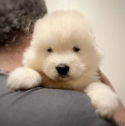 Samoyed سامويد