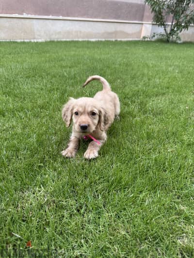 Female golden retriever 60 Days old
