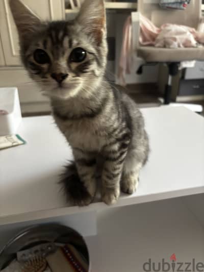 Adoption 2 month old