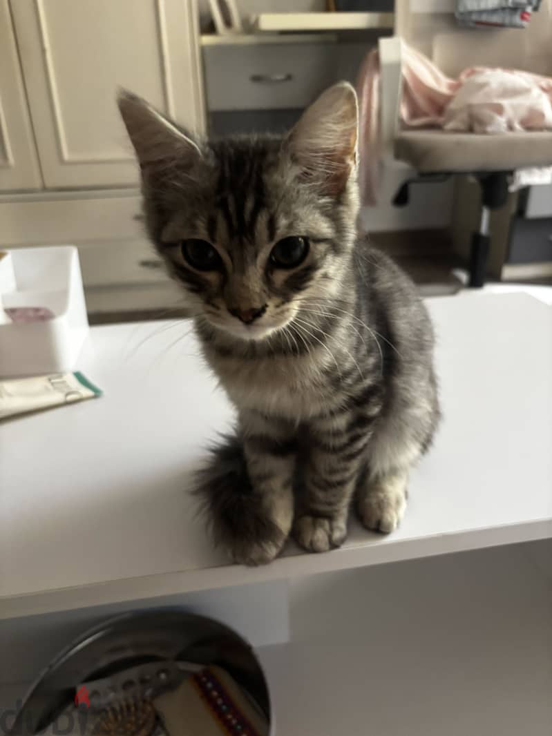 Adoption 2 month old 1