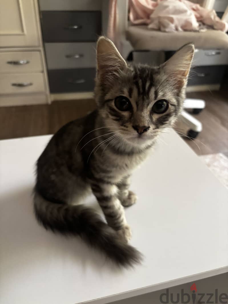 Adoption 2 month old 2