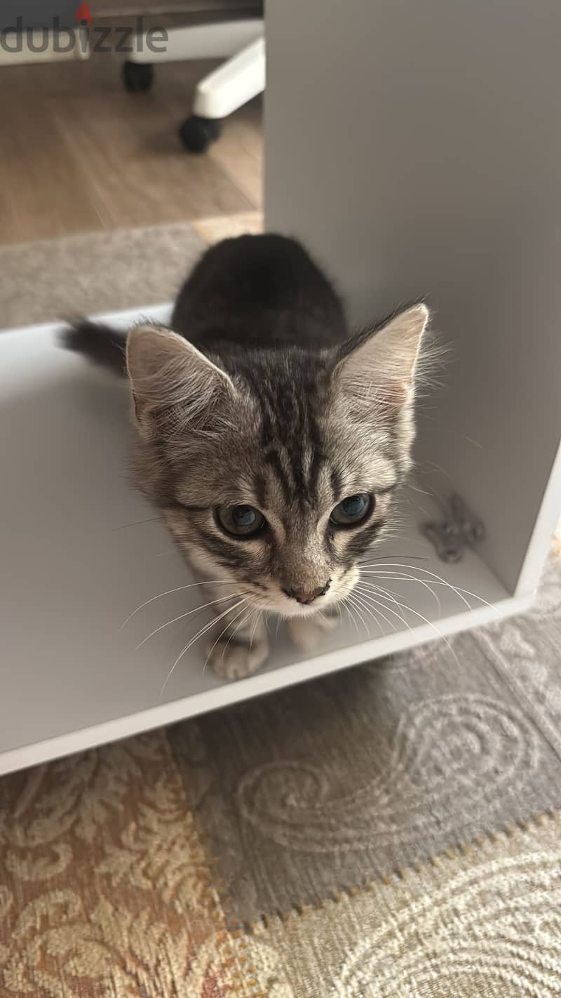Adoption 2 month old 3