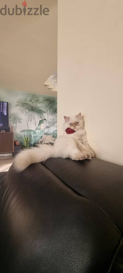 Beautiful Himalayan cat