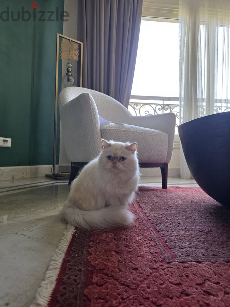 Beautiful Himalayan cat - قطة هملايا 1
