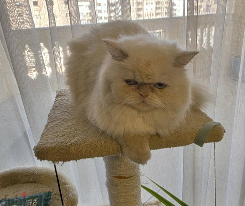 Beautiful Himalayan cat - قطة هملايا 4