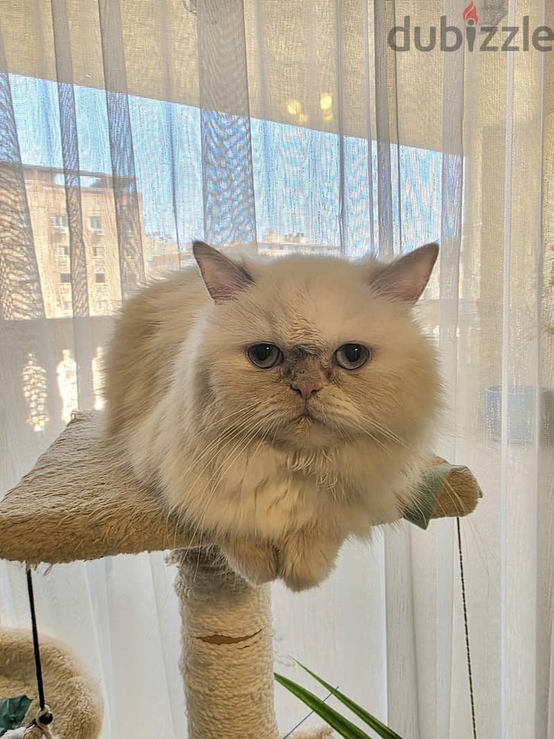 Beautiful Himalayan cat - قطة هملايا 5