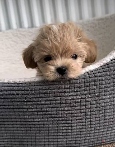 Maltipoo مالتي بو  — toy poodle
