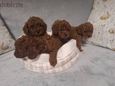 Toy poodle توي بودل