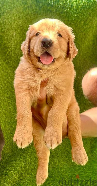 golden retriever
