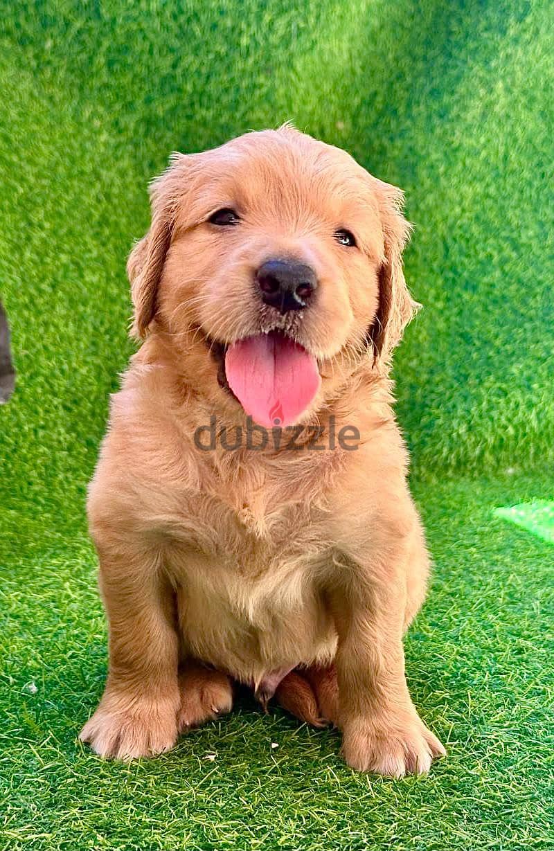 golden retriever 1