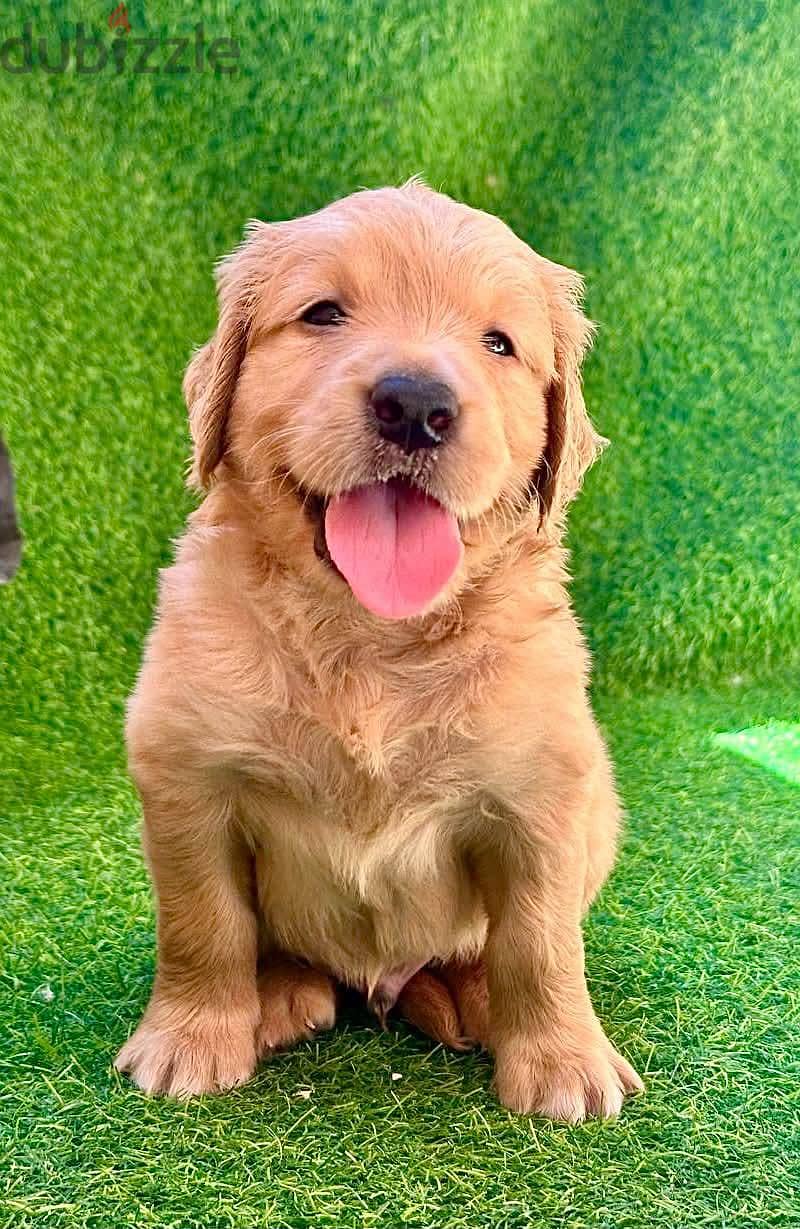 golden retriever 2