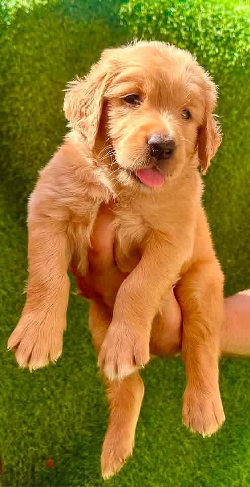 golden retriever 3