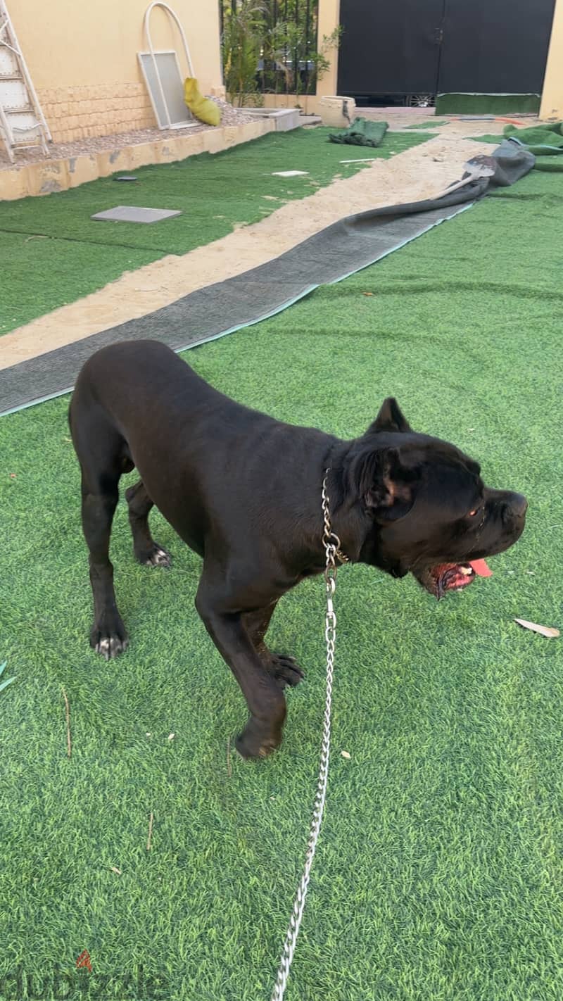 Cane corso italiano 3