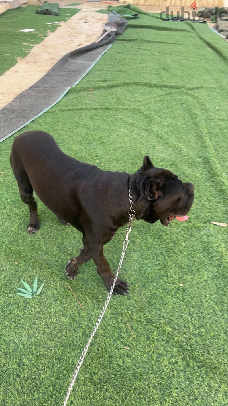 Cane corso italiano 5