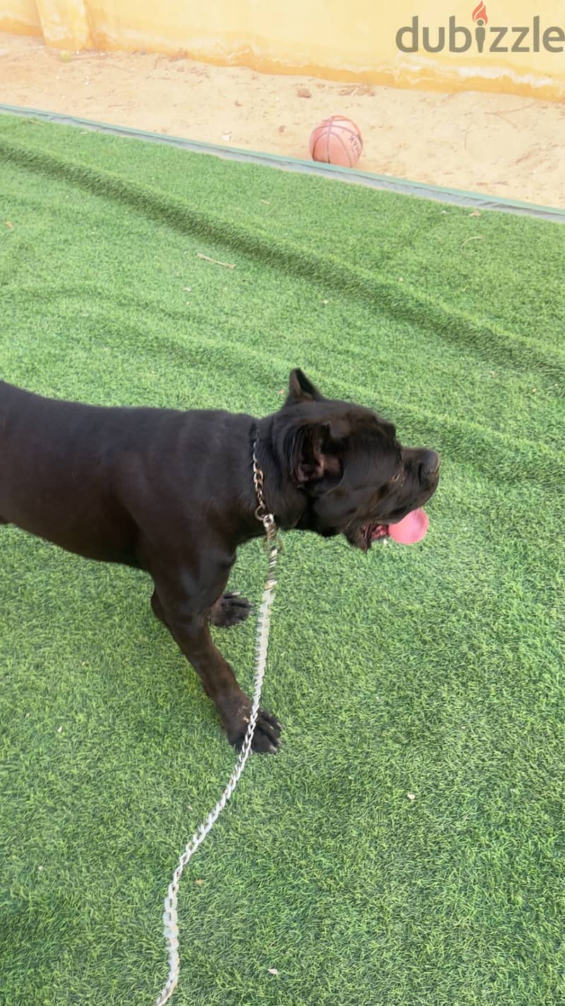 Cane corso italiano 1