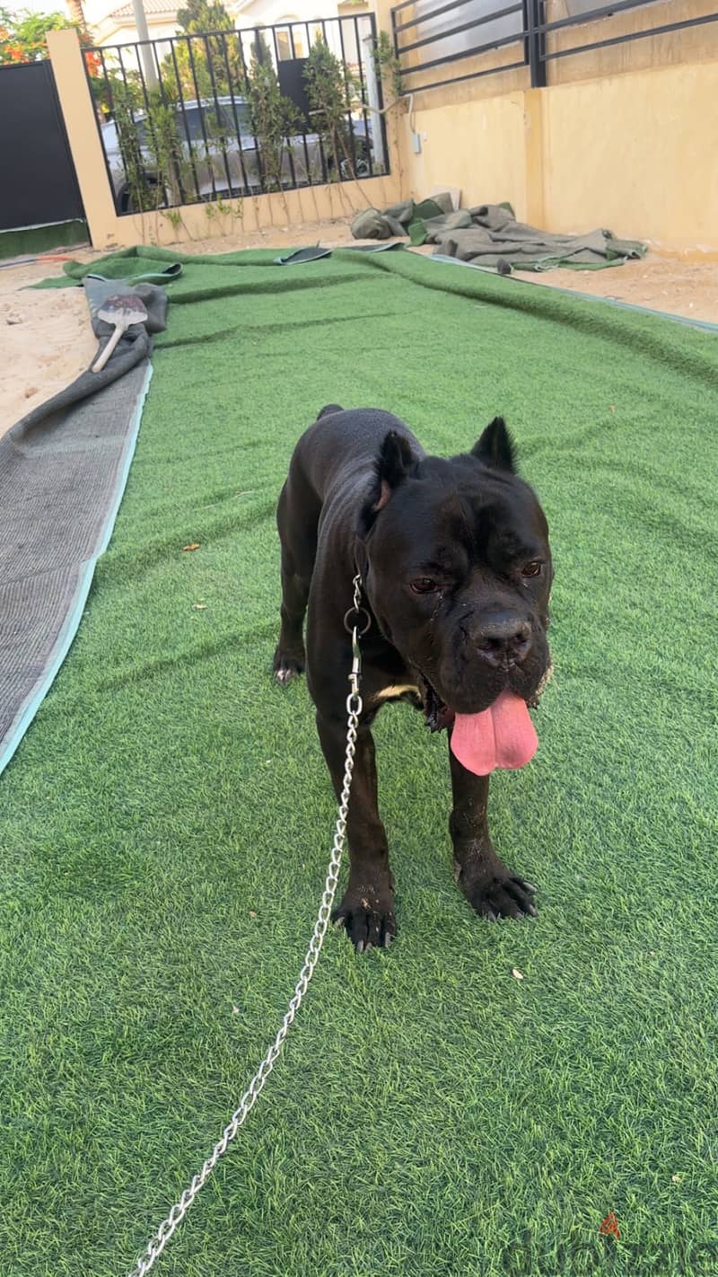 Cane corso italiano 2