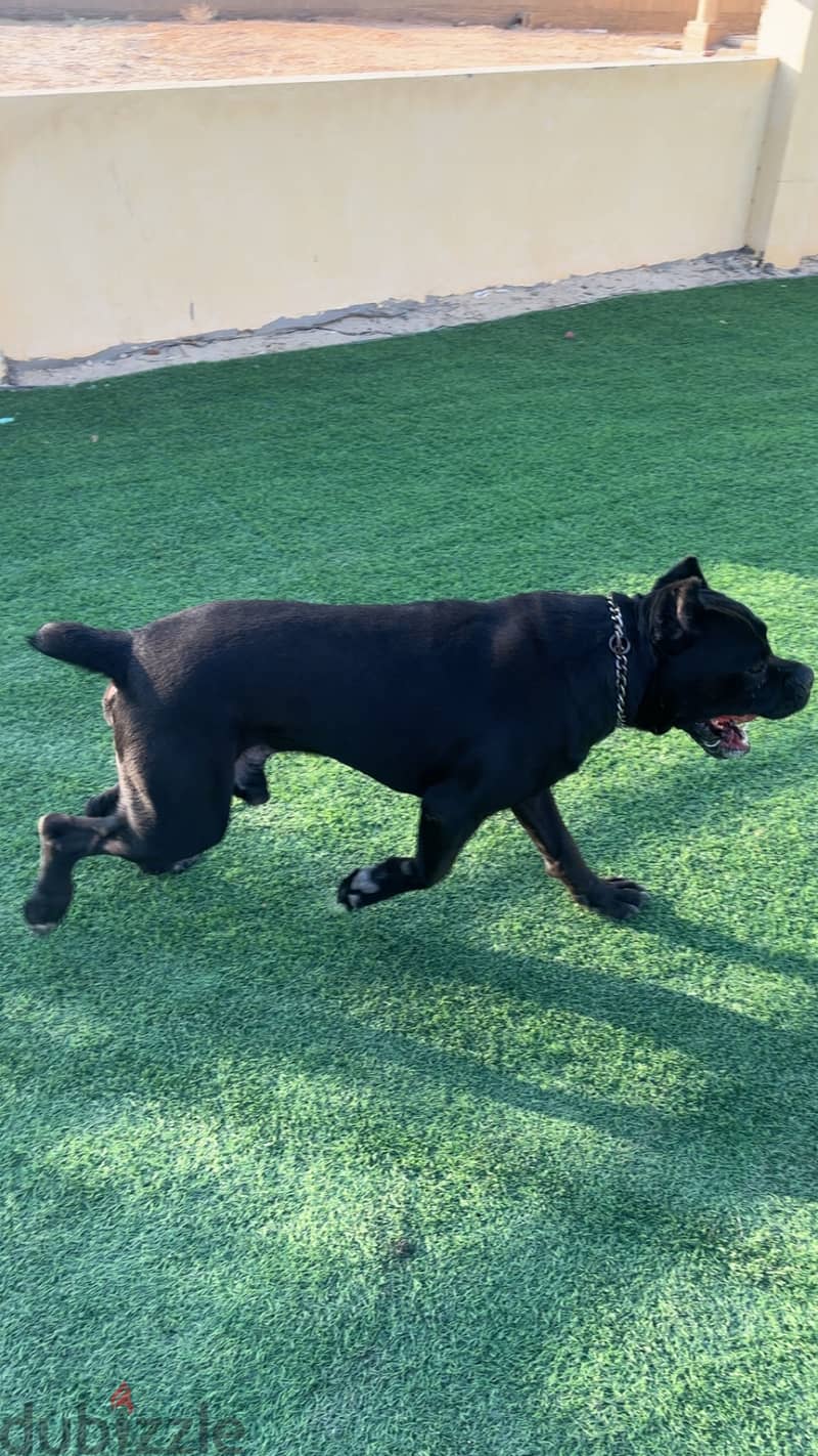 Cane corso italiano 4
