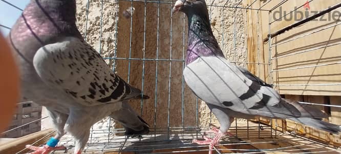 جوز رميات مستوى الله واكبر
