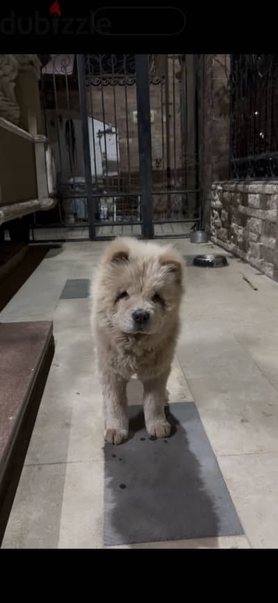 Chow chow تشاو تشاو