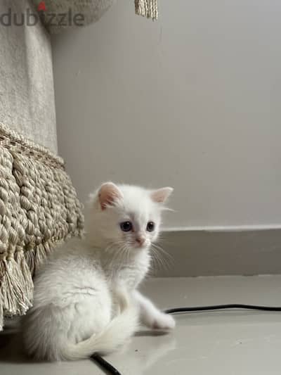 Sherazy cat