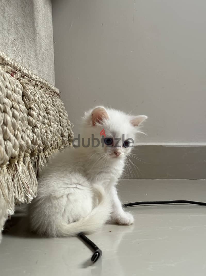 Sherazy cat 1
